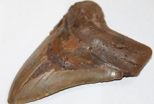 Megalodon fossil giant for sale  Wilmington