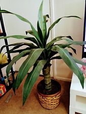 Potted plant for sale  Long Beach