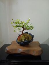 Chinese elm bonsai for sale  KINGSTON UPON THAMES