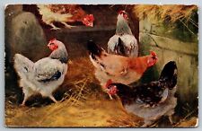 Flock chickens hens for sale  Hayden