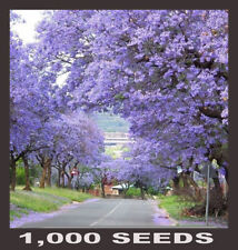 1000 fresh seeds for sale  BRIDGEND