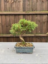Chinese juniper bonsai for sale  BEDFORD