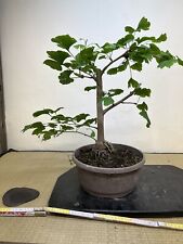 Prebonsai bonsai ginkgo usato  Olgiate Olona