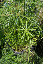 Papyrus cyperus plante d'occasion  Andrézieux-Bouthéon
