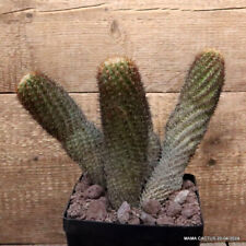 Used, D3329 THELOCACTUS HASTIFER pot14-H20-W27 cm MaMa Cactus for sale  Shipping to South Africa