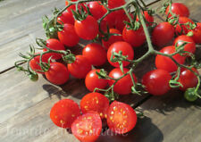 10 graines de tomate CANNEBERGE SUCREÉ une récolte magnifique pas besoin de ta, usado comprar usado  Enviando para Brazil