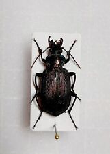 Calosoma sayi, hembra preparada, A1 Carabidae (localidad rara) segunda mano  Embacar hacia Argentina