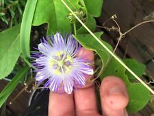Usado, Passiflora foetida San Isidro TX 10 semillas segunda mano  Embacar hacia Argentina