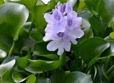 Hardy water hyacinth for sale  Marshville