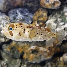 Spiny porcupine pufferfish for sale  HAYWARDS HEATH