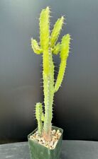 Euphorbia parciramulosa rare for sale  Marana