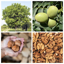 English walnut common for sale  Canton