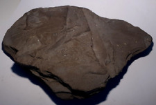 Schieferplatte ammonit fossil gebraucht kaufen  Waibstadt