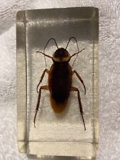 American cockroach singular for sale  PETERBOROUGH