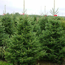 Nordmann fir tree for sale  INVERURIE
