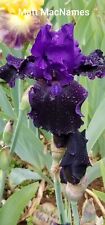 Tall bearded iris for sale  Grants Pass