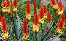 Aloe Vera Aloe barbadensis 20 sementes empresa dos EUA, usado comprar usado  Enviando para Brazil