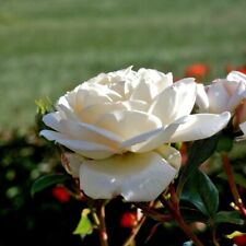 Bare root rose for sale  IPSWICH