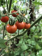 Graines tomate petit d'occasion  Coulommiers