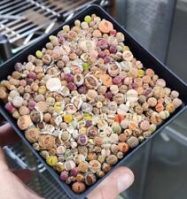 Mixed lithops 10cm for sale  BARNSLEY