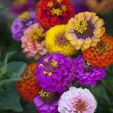 Zinnia dwarf button for sale  Sevierville