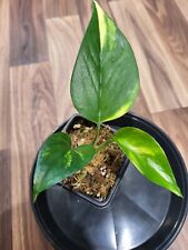 Giant hawaiian pothos for sale  SOUTHAMPTON