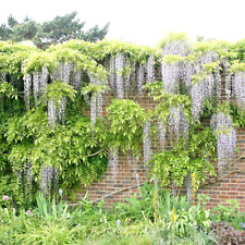 10 SEMENTES DE GLICÍNIAS BRANCAS - Wisteria floribunda 'Alba' comprar usado  Enviando para Brazil