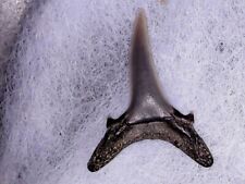Shark tooth requin d'occasion  Valence