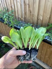 Patio lettuce little for sale  ROCHESTER