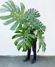Used, Monstera Deliciosa | 4 Feet Overall Height | 10" Grower  Modern Indoor Live  for sale  Shipping to South Africa