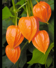 Physalis chinese lantern for sale  STANLEY