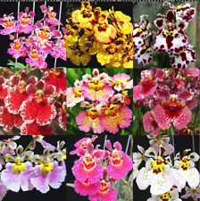Used, (B2) -  4 Live Orchids choose (Cattleya, Oncidium, Vanda, Dendrobium, Phalaenop for sale  Shipping to South Africa