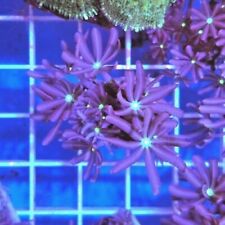 Jasmin star polyp for sale  BIRMINGHAM