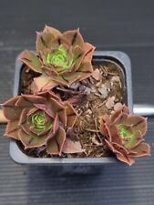 Aeonium clover park for sale  KILMARNOCK