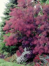 Royal purple smokebush for sale  Pelzer