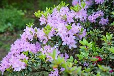Rhododendron blue danube gebraucht kaufen  Westerstede