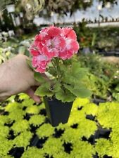 Usado, PELARGONIUM ‘KARA’! REGAL GERÂNIO! comprar usado  Enviando para Brazil