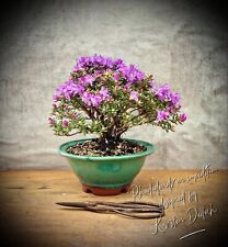 Rhododendron impeditum violet for sale  Shipping to Ireland