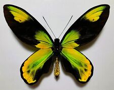 FANTASTIC ORNITHOPTERA VICTORIAE ISABELLAE. "SANTA ISABEL". EXTREMELY RARITY !!! for sale  Shipping to South Africa