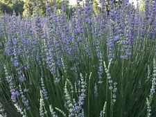 Lavender live plants for sale  Gastonia