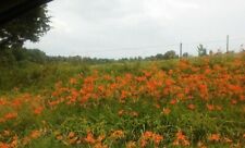 Orange day lilly for sale  Shelburne Falls