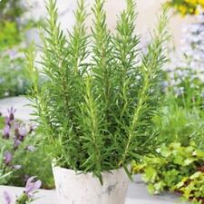 Rosemary herb plug for sale  CONSETT