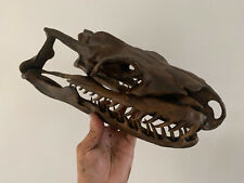 Titanoboa skull replica d'occasion  Aiglun
