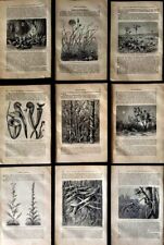 9 Old Botanical Prints Sheets Great for framing text in German Printed circa 1890, used for sale  Shipping to South Africa