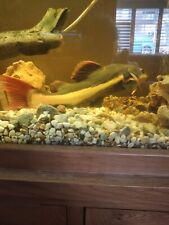 red tail catfish for sale  CRAWLEY