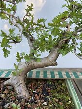 outdoor bonsai for sale  CLITHEROE