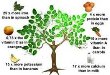 Moringa oleifera tree for sale  Shipping to Ireland