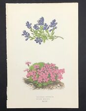 Botanical chalk milkwort for sale  BOURNE END