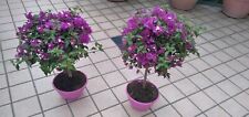 Bougainville bonsai vaso usato  Giarre