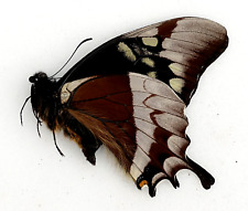 PAPILIO WARSCEWICZII MALE | LORETO PERU | AS PICTURED | RARE, used for sale  Shipping to South Africa